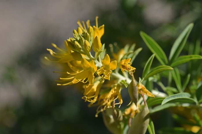 Bladderpod Spiderflower has a showy yellow flower with green sepals and yellow petals. Cleome isomeris 